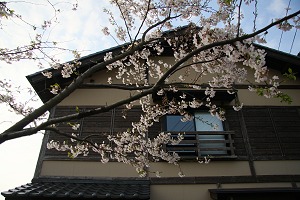 部屋の前には桜の木
