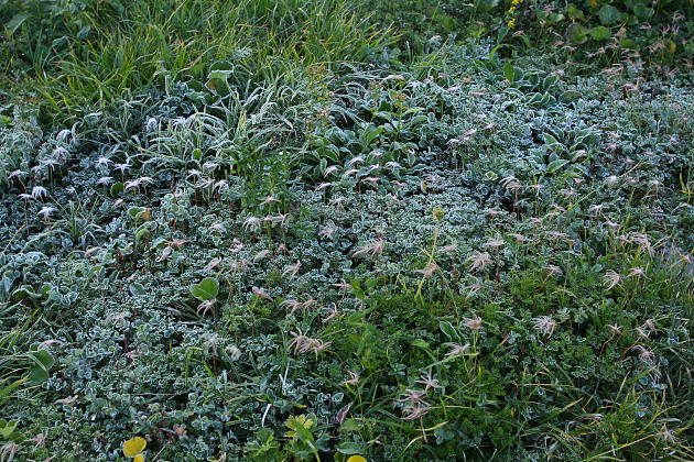 凍るチングルマ花穂